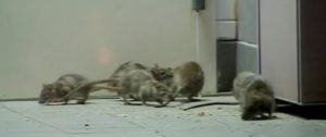 las ratas son un problema en New York